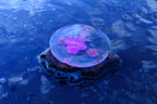 Macro Stamp Fleural